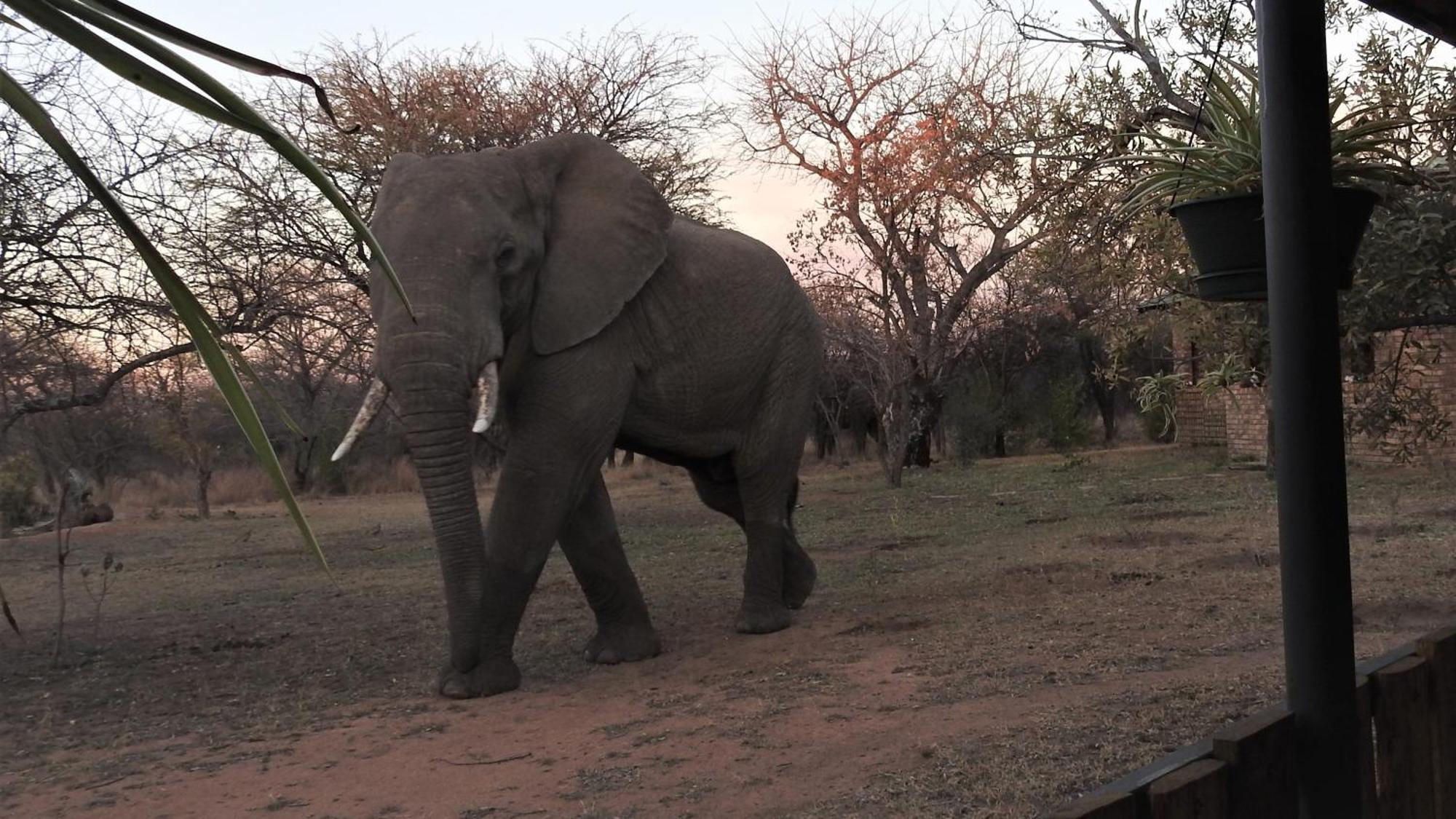 Marulani Bush Lodge Klipdrift Esterno foto